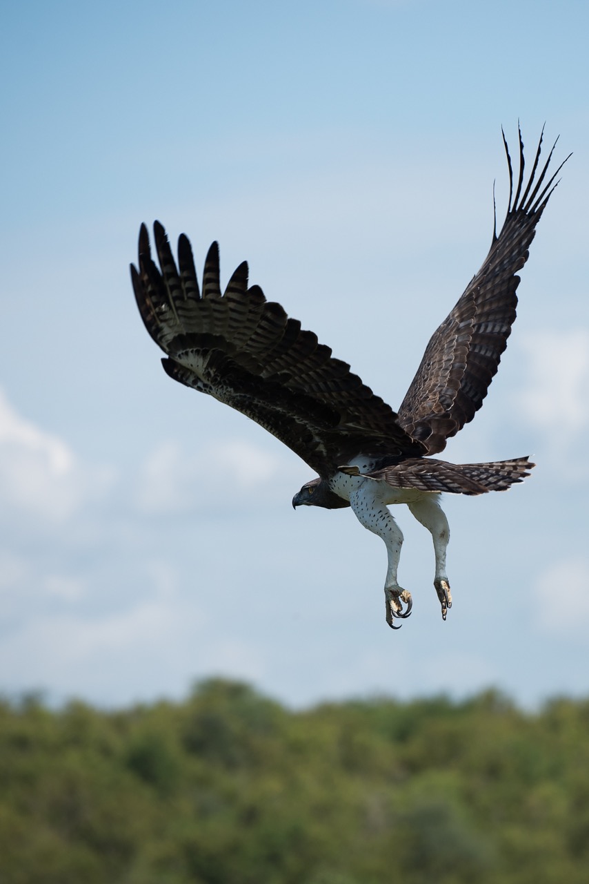 Roofvogel